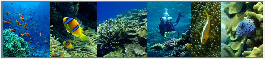 Mark McCormack Reef Fish Ecology